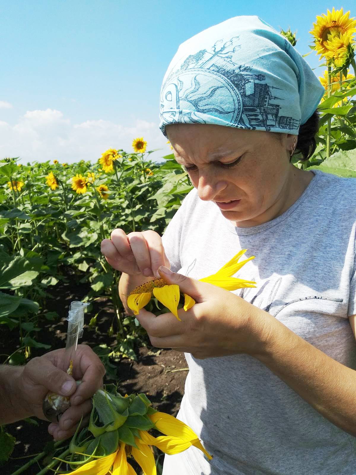 Відбір квіток соняшника однорічного